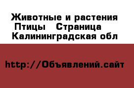 Животные и растения Птицы - Страница 2 . Калининградская обл.